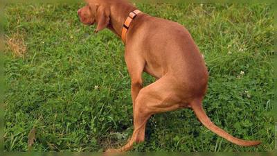 Saint-Mitre-les-Remparts : traque des crottes de chiens par ADN