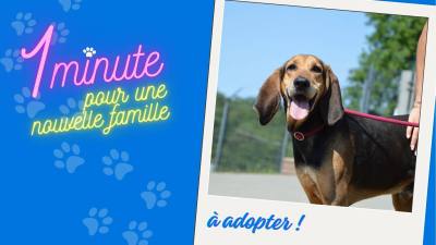 Nano, un doux pépère à la SPA de Besançon