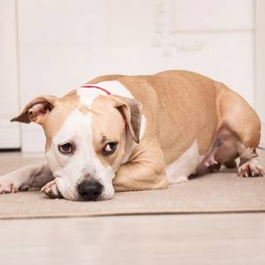 Durée maximale de solitude pour un chien