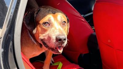 Un chien abandonné attend sa famille au refuge