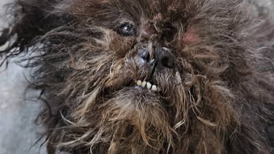 Découverte tragique d'un chien abandonné