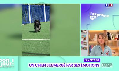 Un chien submergé par ses émotions