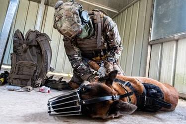Formation unique de chiens de combat en Europe
