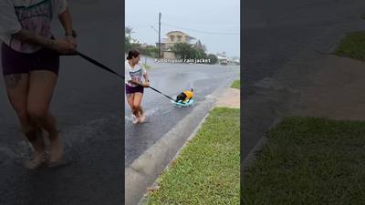 Chien surfeur