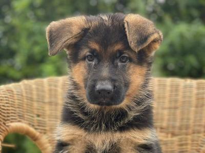 Quand le chien devient sauveteur