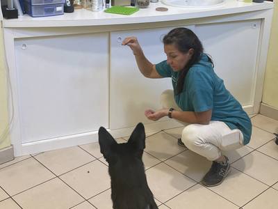 Consultation en psychiatrie canine pour un chien nommé Bandit