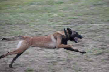 Une ancienne élue attaquée par son chien dans les Landes