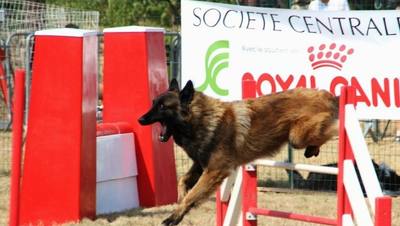 Concours d'agility à Trèbes