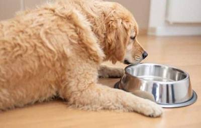 10 aliments toxiques à ne surtout pas donner à un chien