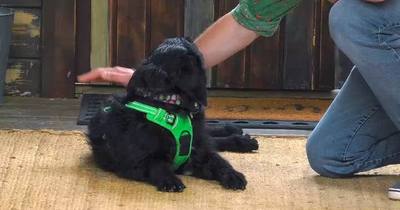 Dog house : un chien pour la vie : Les opposés s’attirent