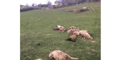 Attaques de chiens errants à Angé et Saint-Dyé-sur-Loire
