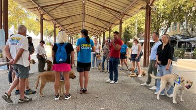Des chiens guides en opération séduction à Salon-de-Provence