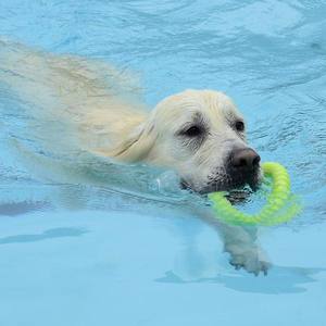 Succès de la Dog Pool Party à Billère
