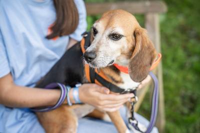 Animaux de laboratoire : les chances de survie des chiens face aux poissons-zèbres