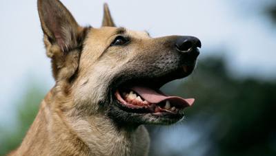 Drame dans les Landes : une femme de 83 ans tuée par son chien