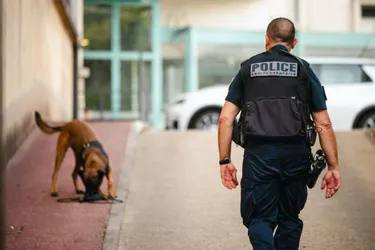Attaque meurtrière de chiens dans les Yvelines