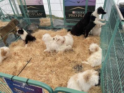 Débat sur les salons du chiot à Vannes