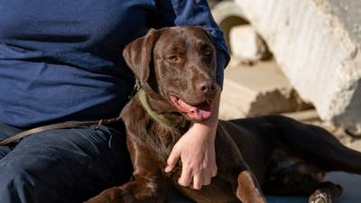 Un chien pompier héroïque récompensé