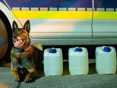 Saisie record d'un chien policier en Allemagne