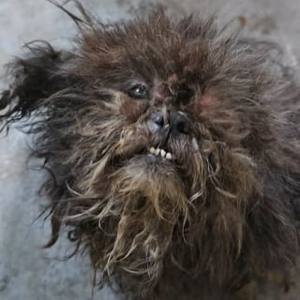 Une chienne sauvée d'une infestation massive de tiques