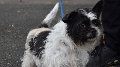 Le petit chien Zazou attend son adoption