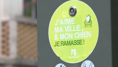 Morsures de chien : Rappel aux propriétaires à Lebel-sur-Quévillon