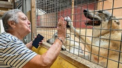 Abandons d'animaux : une déshumanisation croissante