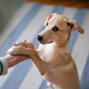 Comment les chiens détectent les maladies par l'odorat