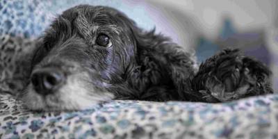 Ce chien narcoleptique fait fondre le cœur des internautes - Watson