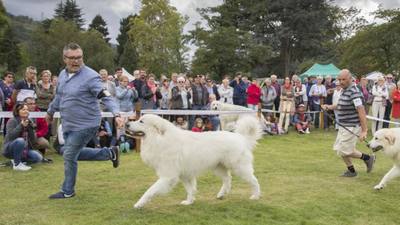 Concours de chien d'arrêt de Capvern