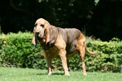 « L'Italien », le chien Saint-Hubert de Fresnes-sur-Escaut qui brille en compétition