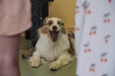Interdiction des chiens sur les marchés et manifestations dans une commune du Var