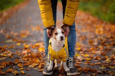 Ouverture de la chasse : comment protéger son chien ?