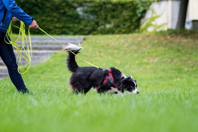 Le mantrailing : une activité en vogue à faire avec son chien