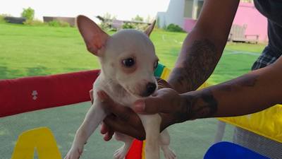 Une propriétaire attend toujours son Chihuahua après une intervention policière