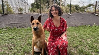 L'adaptation des chiens face aux humains