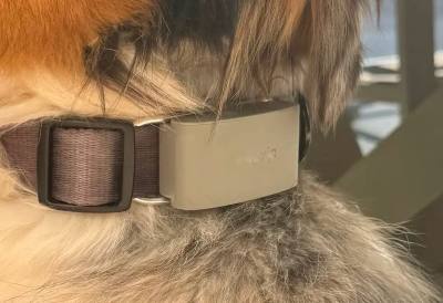 Test de l'Invoxia Biotracker pour chiens
