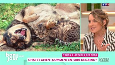 Comment faire ami un chat et un chien