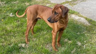 Appel à la recherche d'un chien disparu à Azé