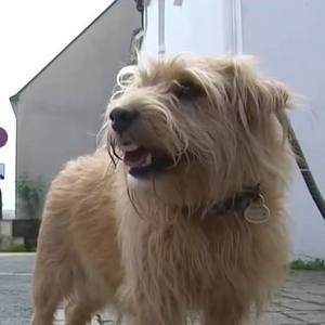 Loire-Atlantique : un homme tire sur son voisin à cause des déjections de son chien