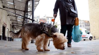 Risques liés à la promenade sans laisse à Narbonne