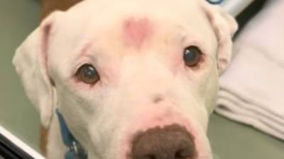 Une photo de chien touche une femme à 1600 km