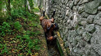 Sauvetage d'un cheval de 23 ans dans un canal