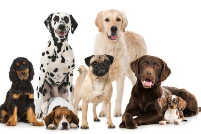 Opposition à un salon du chiot en Bretagne
