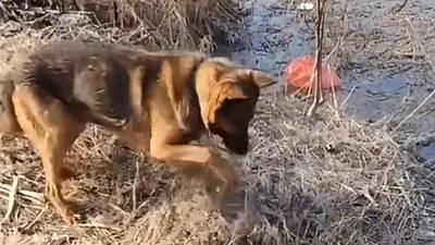 Un chien héroïque face aux incendies en Algérie