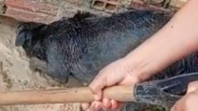 Une chienne héroïque sauve ses chiots