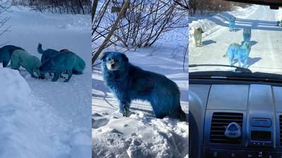 Mystère à Tchernobyl : découverte de chiens bleus