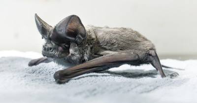 Pollution au plomb chez les chauves-souris à Nice