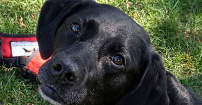 Une jeune chienne amputée trouve enfin un foyer