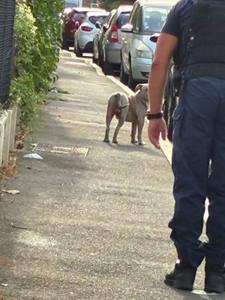 Chien errant trouvé à Aulnay-sous-Bois